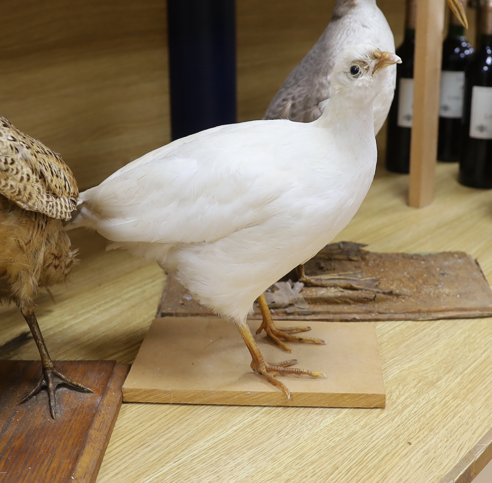 Four taxidermy birds: two pheasants, an albino pheasant and a diver, tallest 43cm high